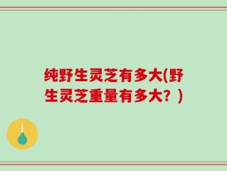 纯野生灵芝有多大(野生灵芝重量有多大？)