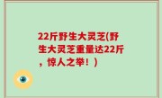 22斤野生大灵芝(野生大灵芝重量达22斤，惊人之举！)