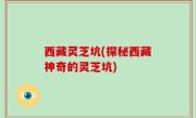 西藏灵芝坑(探秘西藏神奇的灵芝坑)