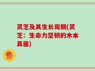 灵芝及其生长周期(灵芝：生命力坚韧的木本真菌)