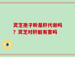 灵芝孢子粉是肝代谢吗？灵芝对肝脏有害吗