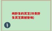 纯野生的灵芝(珍贵野生灵芝震撼登场)