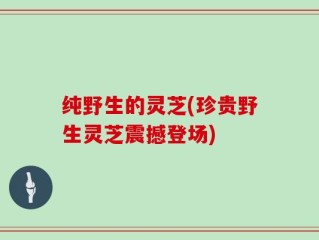 纯野生的灵芝(珍贵野生灵芝震撼登场)