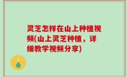 灵芝怎样在山上种植视频(山上灵芝种植，详细教学视频分享)