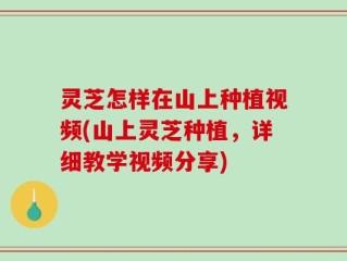 灵芝怎样在山上种植视频(山上灵芝种植，详细教学视频分享)