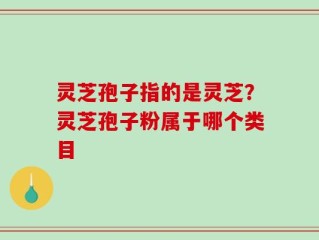 灵芝孢子指的是灵芝？灵芝孢子粉属于哪个类目
