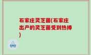 石家庄灵芝菌(石家庄出产的灵芝菌受到热捧)