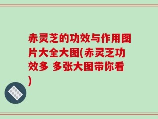 赤灵芝的功效与作用图片大全大图(赤灵芝功效多 多张大图带你看)