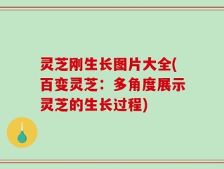 灵芝刚生长图片大全(百变灵芝：多角度展示灵芝的生长过程)