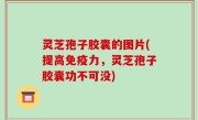 灵芝孢子胶囊的图片(提高免疫力，灵芝孢子胶囊功不可没)