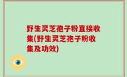 野生灵芝孢子粉直接收集(野生灵芝孢子粉收集及功效)