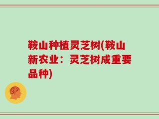 鞍山种植灵芝树(鞍山新农业：灵芝树成重要品种)