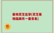 基地灵芝出芽(灵芝基地蕴藏另一番景象)
