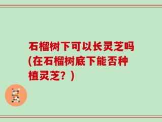 石榴树下可以长灵芝吗(在石榴树底下能否种植灵芝？)