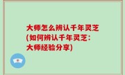 大师怎么辨认千年灵芝(如何辨认千年灵芝：大师经验分享)
