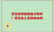 灵芝如何收取孢子粉碎？灵芝出土怎样喷水吗