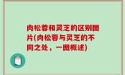 肉松蓉和灵芝的区别图片(肉松蓉与灵芝的不同之处，一图概述)