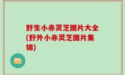 野生小赤灵芝图片大全(野外小赤灵芝图片集锦)
