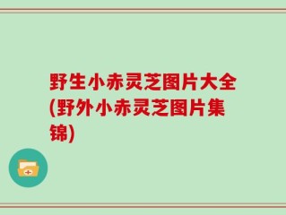 野生小赤灵芝图片大全(野外小赤灵芝图片集锦)