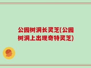 公园树洞长灵芝(公园树洞上出现奇特灵芝)