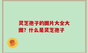 灵芝孢子的图片大全大图？什么是灵芝孢子