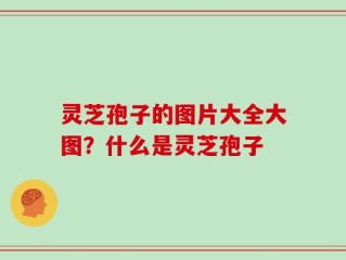 灵芝孢子的图片大全大图？什么是灵芝孢子