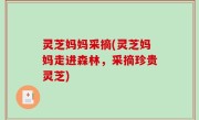 灵芝妈妈采摘(灵芝妈妈走进森林，采摘珍贵灵芝)