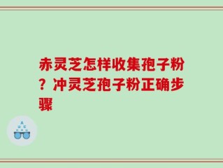 赤灵芝怎样收集孢子粉？冲灵芝孢子粉正确步骤