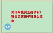 如何采集灵芝孢子粉？野生灵芝孢子粉怎么收集