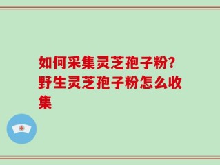 如何采集灵芝孢子粉？野生灵芝孢子粉怎么收集