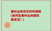 秦岭山种灵芝好吗视频(如何在秦岭山采摘优质灵芝？)