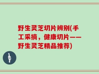 野生灵芝切片辨别(手工采摘，健康切片——野生灵芝精品推荐)