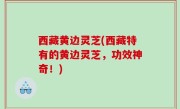 西藏黄边灵芝(西藏特有的黄边灵芝，功效神奇！)