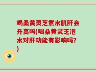 喝桑黄灵芝煮水肌肝会升高吗(喝桑黄灵芝泡水对肝功能有影响吗？)