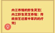 内江养殖的野生灵芝(内江野生灵芝养殖：传统技艺还原中草药的疗效)