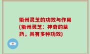 衢州灵芝的功效与作用(衢州灵芝：神奇的草药，具有多种功效)