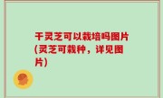 干灵芝可以栽培吗图片(灵芝可栽种，详见图片)