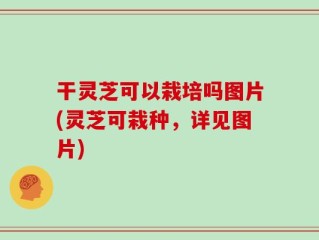 干灵芝可以栽培吗图片(灵芝可栽种，详见图片)