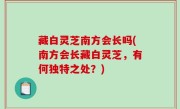 藏白灵芝南方会长吗(南方会长藏白灵芝，有何独特之处？)