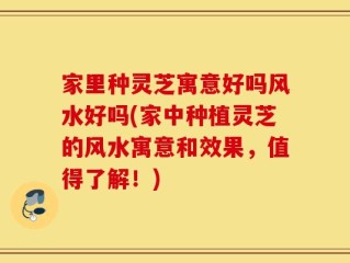 家里种灵芝寓意好吗风水好吗(家中种植灵芝的风水寓意和效果，值得了解！)