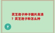 灵芝孢子种子图片高清？灵芝孢子粉怎么种