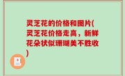灵芝花的价格和图片(灵芝花价格走高，新鲜花朵状似珊瑚美不胜收)