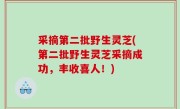 采摘第二批野生灵芝(第二批野生灵芝采摘成功，丰收喜人！)