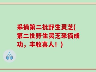 采摘第二批野生灵芝(第二批野生灵芝采摘成功，丰收喜人！)