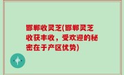 邯郸收灵芝(邯郸灵芝收获丰收，受欢迎的秘密在于产区优势)