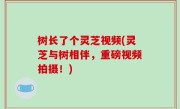 树长了个灵芝视频(灵芝与树相伴，重磅视频拍摄！)