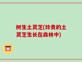 树生土灵芝(珍贵的土灵芝生长在森林中)
