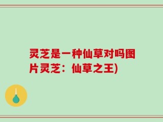 灵芝是一种仙草对吗图片灵芝：仙草之王)
