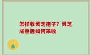 怎样收灵芝孢子？灵芝成熟后如何采收