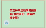 灵芝种子盆栽简笔画图解(盆栽灵芝：图解种植步骤)